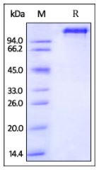 Rhesus macaque EGF R, Fc Tag on SDS-PAGE under reducing (R) condition. The gel was stained overnight with Coomassie Blue. The purity of the protein is greater than 95%.